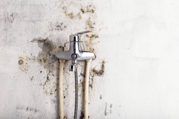 Best Certified Mold Removal  in Polkton, NC