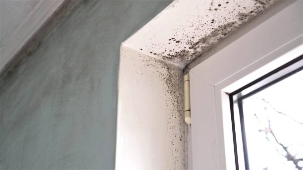 Best Black Mold Removal  in Polkton, NC