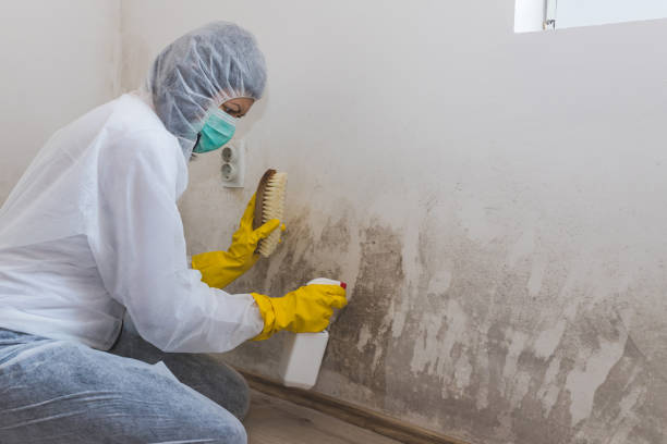Best Mold Damage Repair  in Polkton, NC