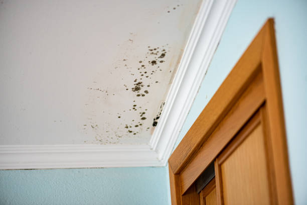 Best Mold Cleaning Services  in Polkton, NC
