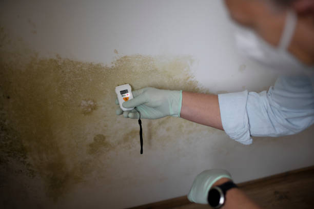Best Commercial Mold Removal  in Polkton, NC