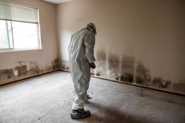 Professional Mold Removal in Polkton, NC