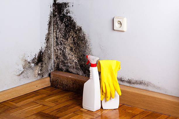 Certified Mold Removal in Polkton, NC