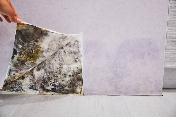 Best Fast Mold Removal  in Polkton, NC
